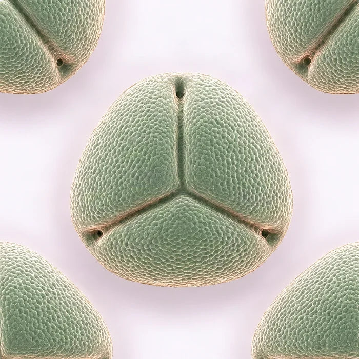 Green Tea Leaf Extract pollen under an electron microscope (illustrative)