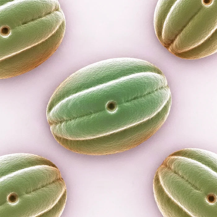 Pea Sprout Extract pollen under an electron microscope (illustrative)