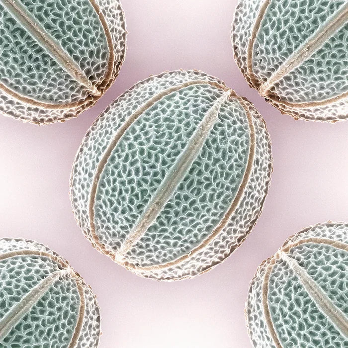Rosemary Leaf Oil pollen under an electron microscope (illustrative)