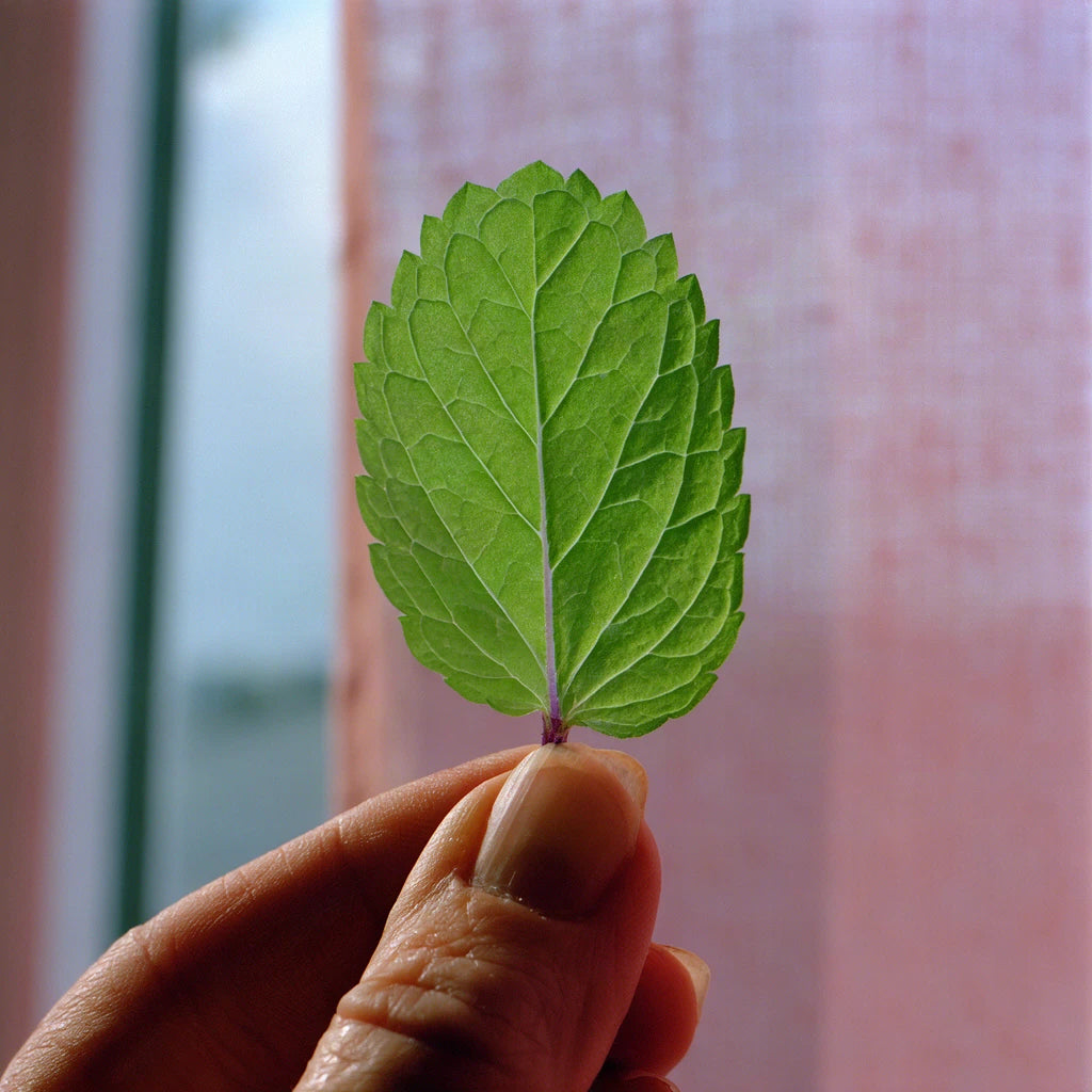 Peppermint Oil (Mentha piperita)