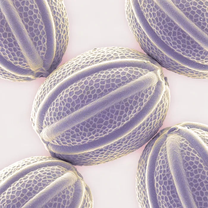 True Lavender Oil pollen under an electron microscope (illustrative)