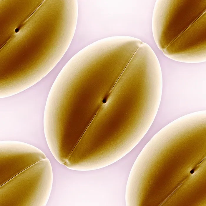 Argan Kernel Oil pollen under an electron microscope (illustrative)