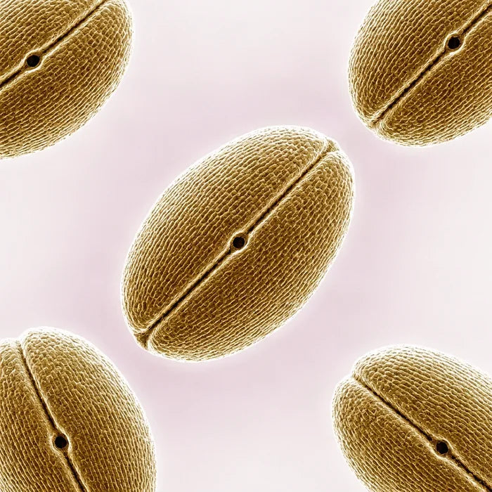 Fenugreek Seed Oil pollen under an electron microscope (illustrative)