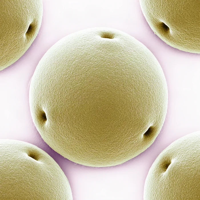 Jojoba Seed Oil pollen under an electron microscope (illustrative)