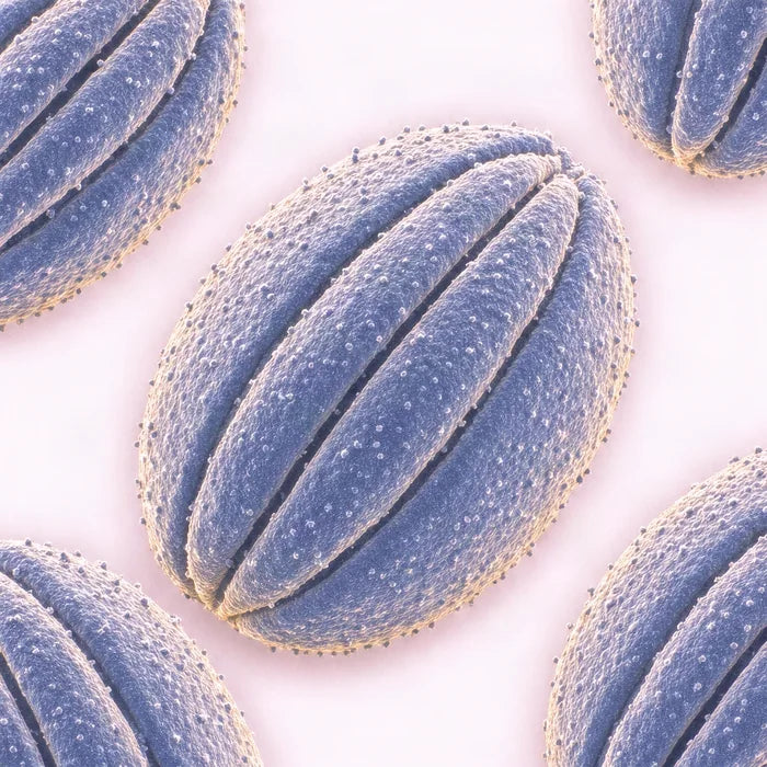 Black Seed Oil pollen under an electron microscope (illustrative)