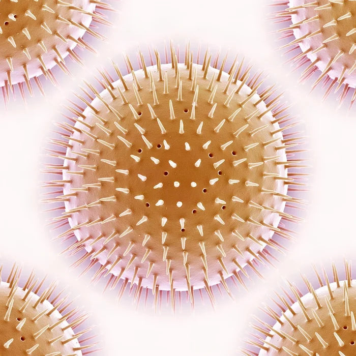 Pumpkin Seed Oil pollen under an electron microscope (illustrative)