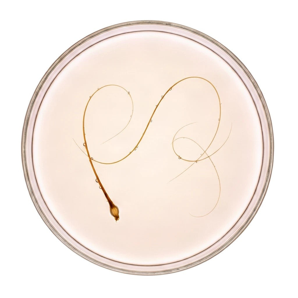 A single long hair with its root, coiled in a glass petri dish of golden oil (illustrative)