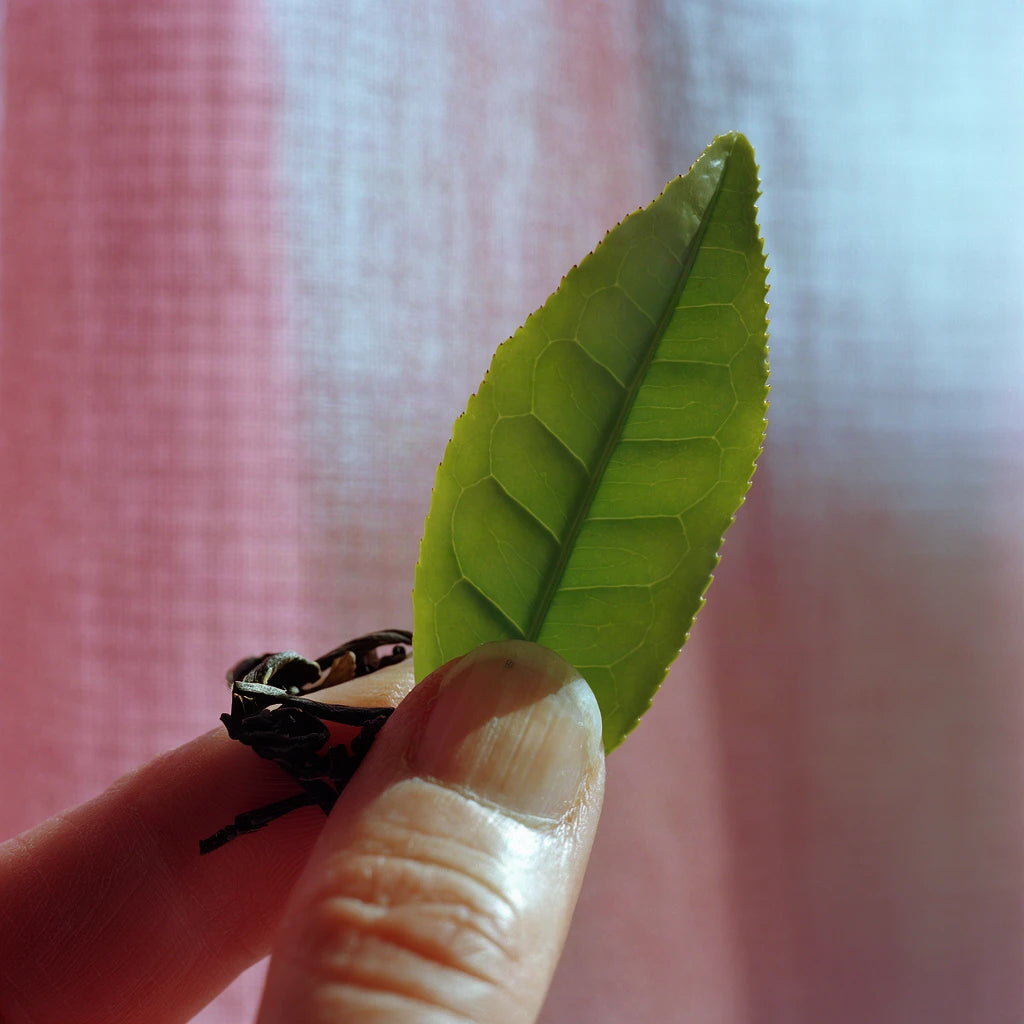 Green Tea Leaf Extract (Camellia sinensis)